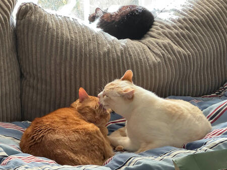 Melody's Cats Melody's three (3) cats laying on a grey couch; a black and white one is asleep on top of the back cushion. An orange cat and a tannish-white cat both lay on the bottom part of the couch and they are cleaning each other on the head.